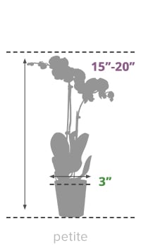 Size Guide 3-inch Orchid