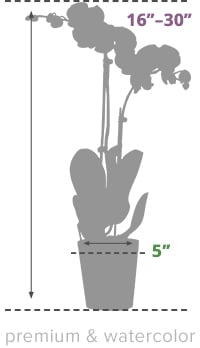 Size Guide Classic And Watercolor Orchid