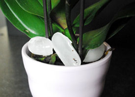 caring-for-orchids-with-ice.jpg
