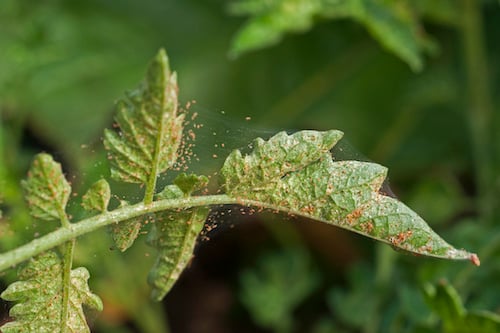 spider-mites-orchid-pests