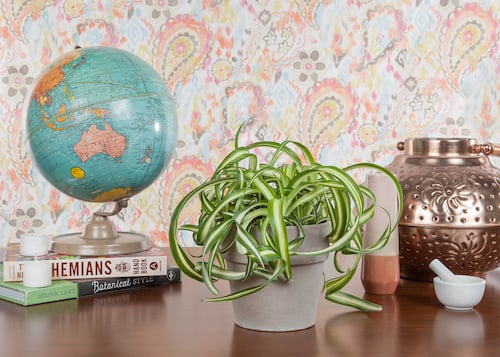 spider-plant-pet-friendly