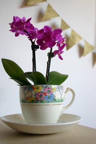 potting-alternatives-teacup