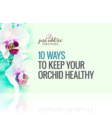 thumb-10-ways-orchid-health.png