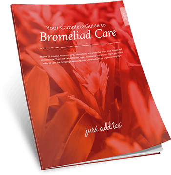Bromeliad Care Guide