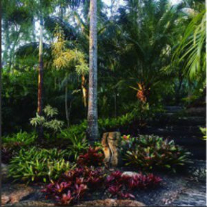 tropical-garden-bromeliad.jpg