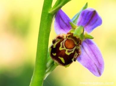 types-of-orchids-bee