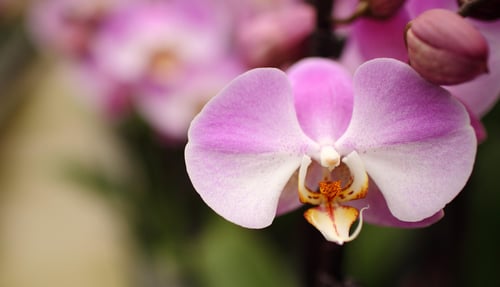 types-of-orchids-bird
