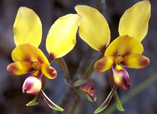 6 Types Of Orchids Disguised As Animals