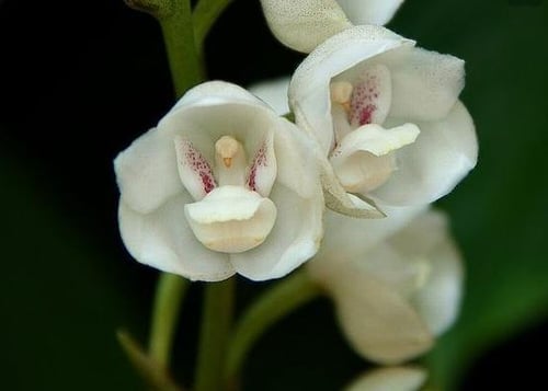 6 Types of Orchids Disguised as Animals