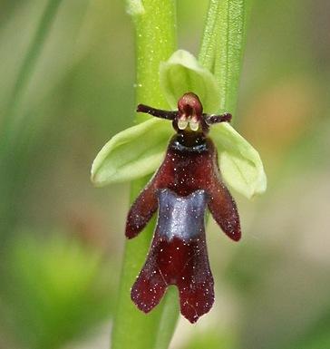 6 Types of Orchids Disguised as Animals