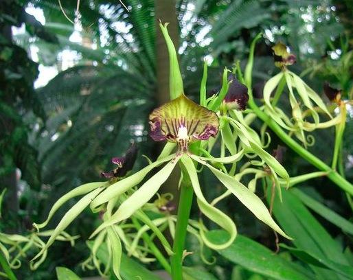 6 Types of Orchids Disguised as Animals