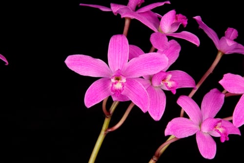 Discover 5 Different Types Of Orchids