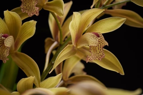 types-of-orchids-Cymbidium