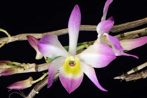 types-of-orchids-Dendrobium