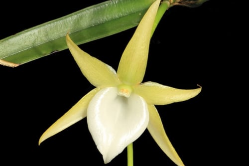types-of-orchids-angraecum