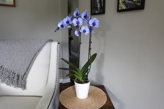 Lavender Watercolor Orchid Lifestyle