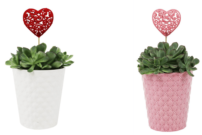 valentines-day-succulents
