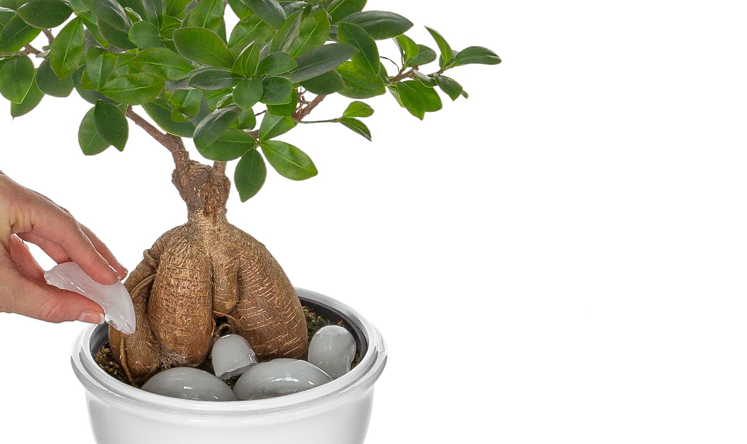 Watering Bonsai