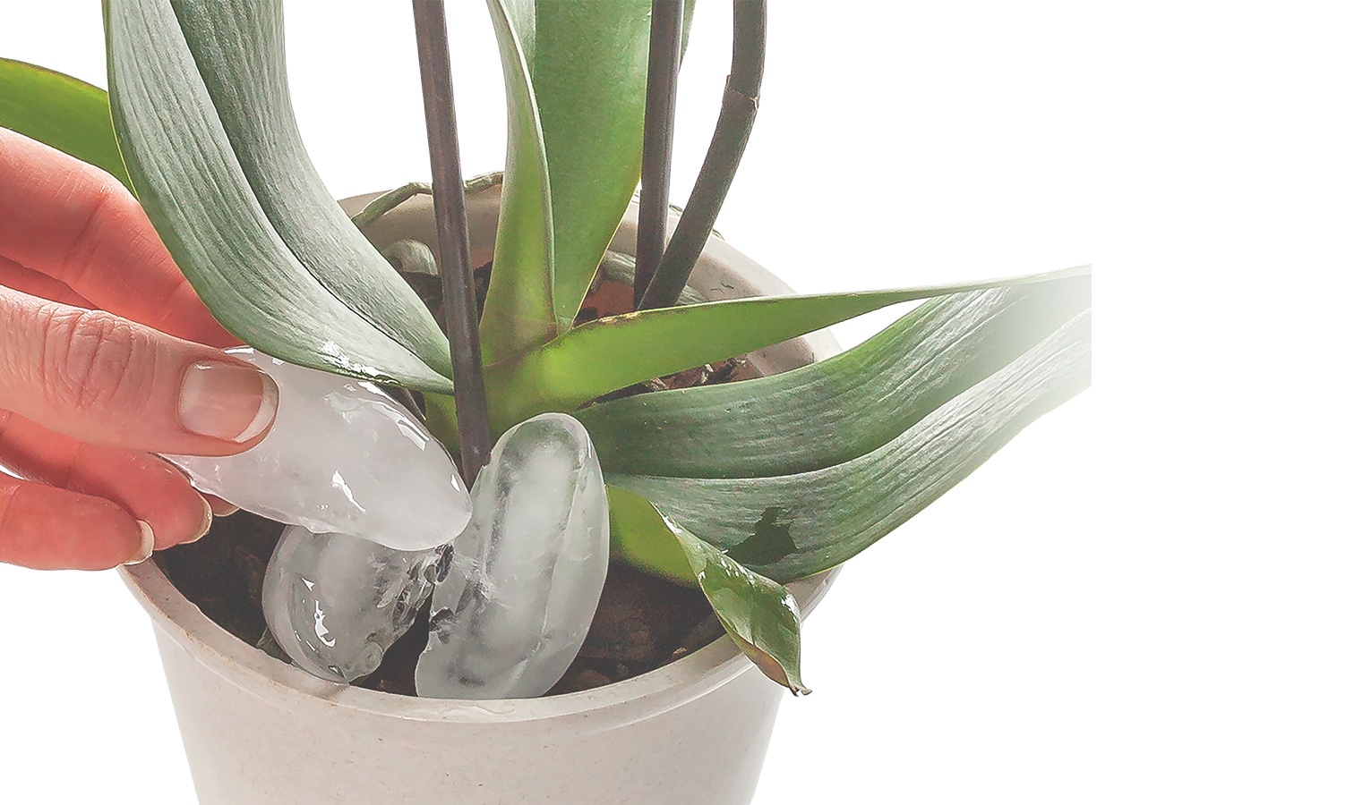 Watering orchid with ice