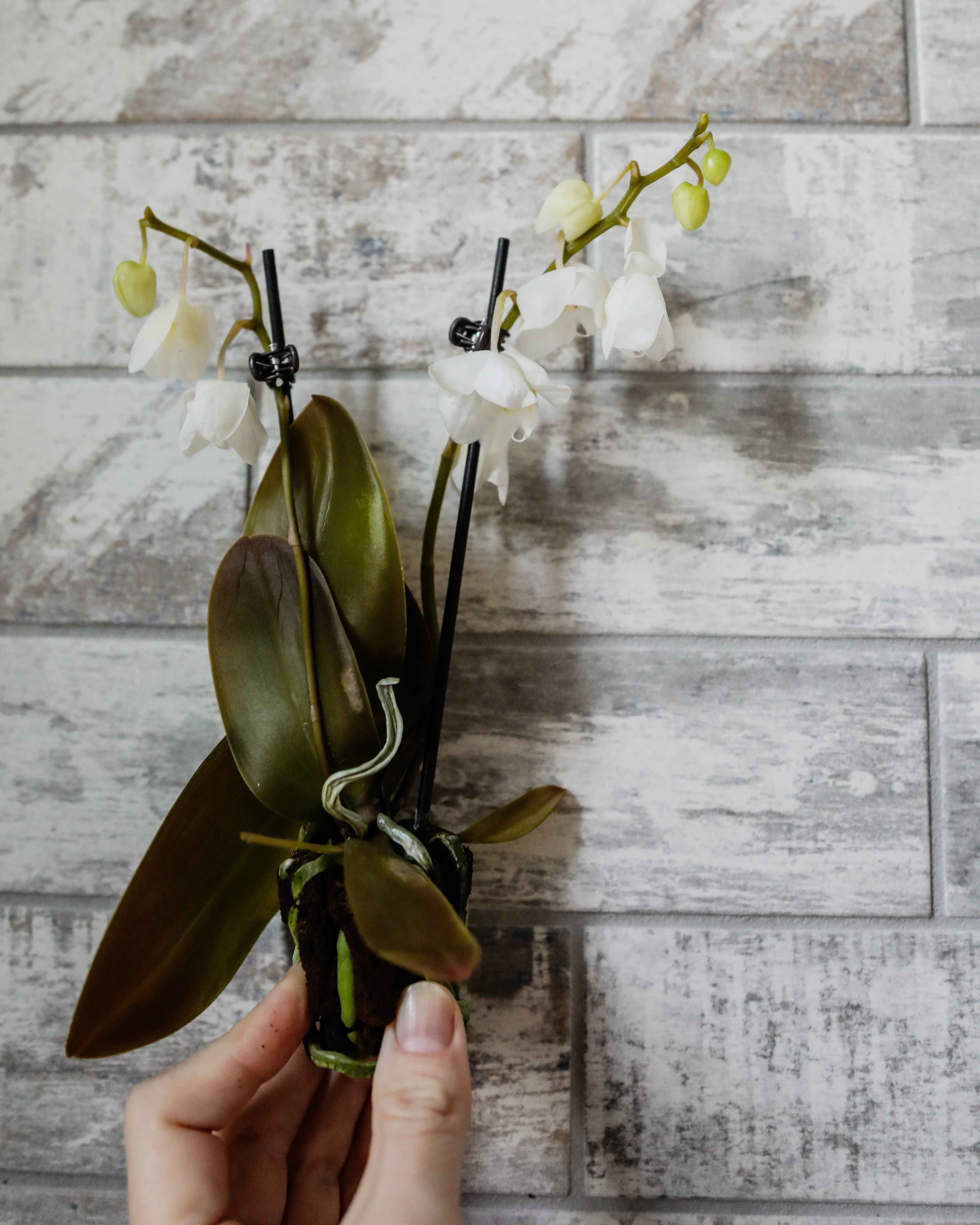 Why Does My Anthurium Have Brown Leaves?