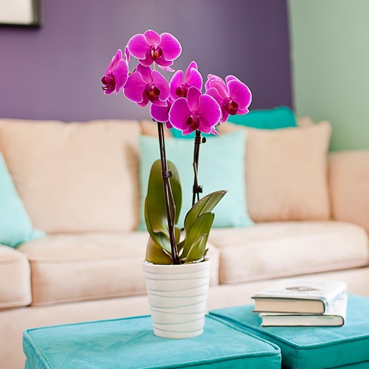 12-thrive-in-home.jpg