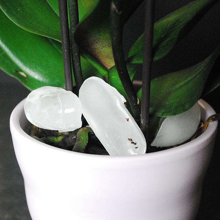 Orchid Care Tips Ice Cube Watering Specifics
