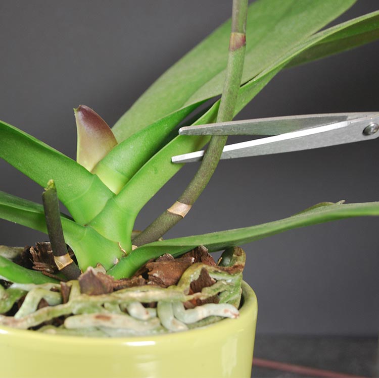 How to Trim Orchid Spikes