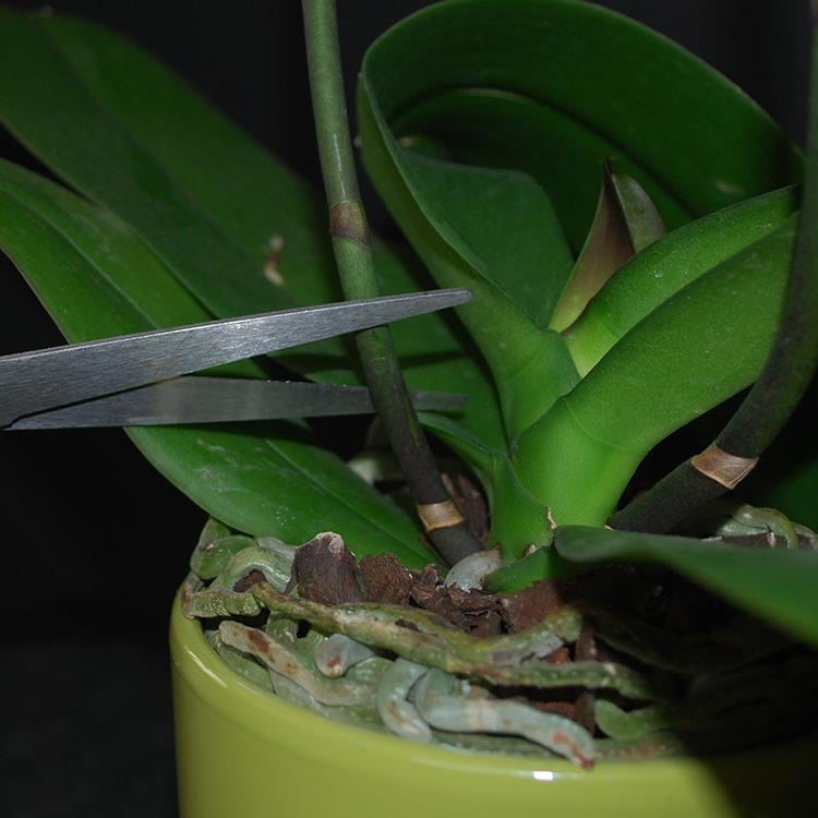 Orchid Care 101: Trimming Orchid Spikes