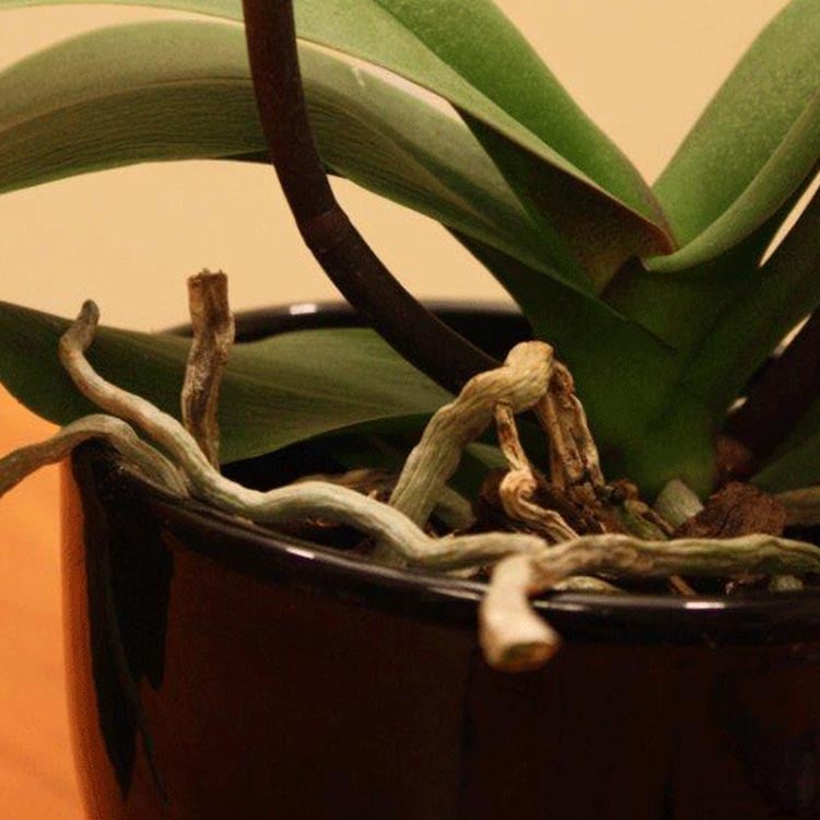 Don’t Throw Out Your Orchid! It’s Not Dead!