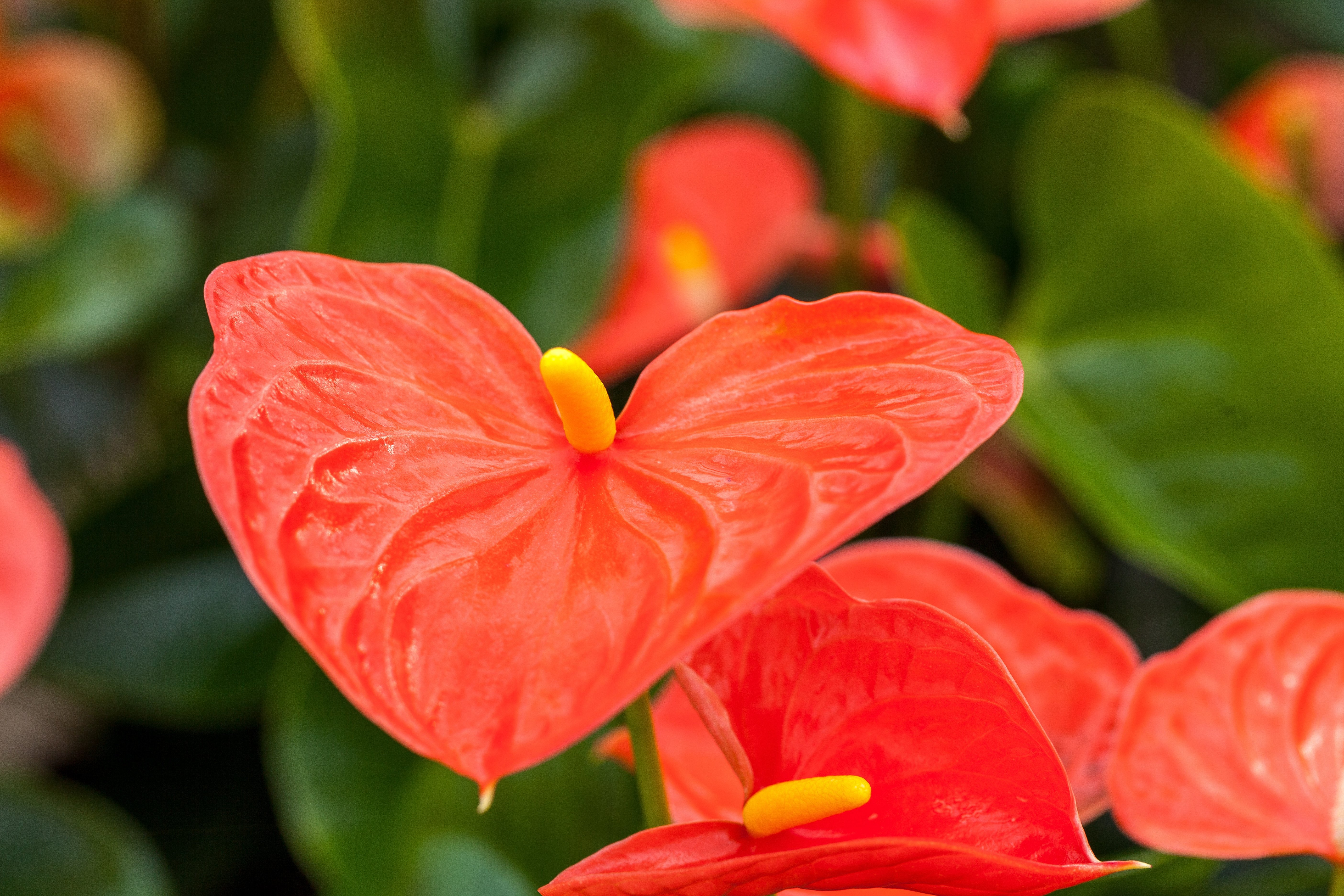 6 Fascinating Facts About the Anthurium Plant