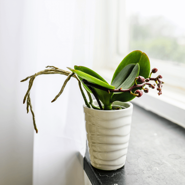 Top 10 DON'Ts when Growing Orchids - tips for orchid beginners 