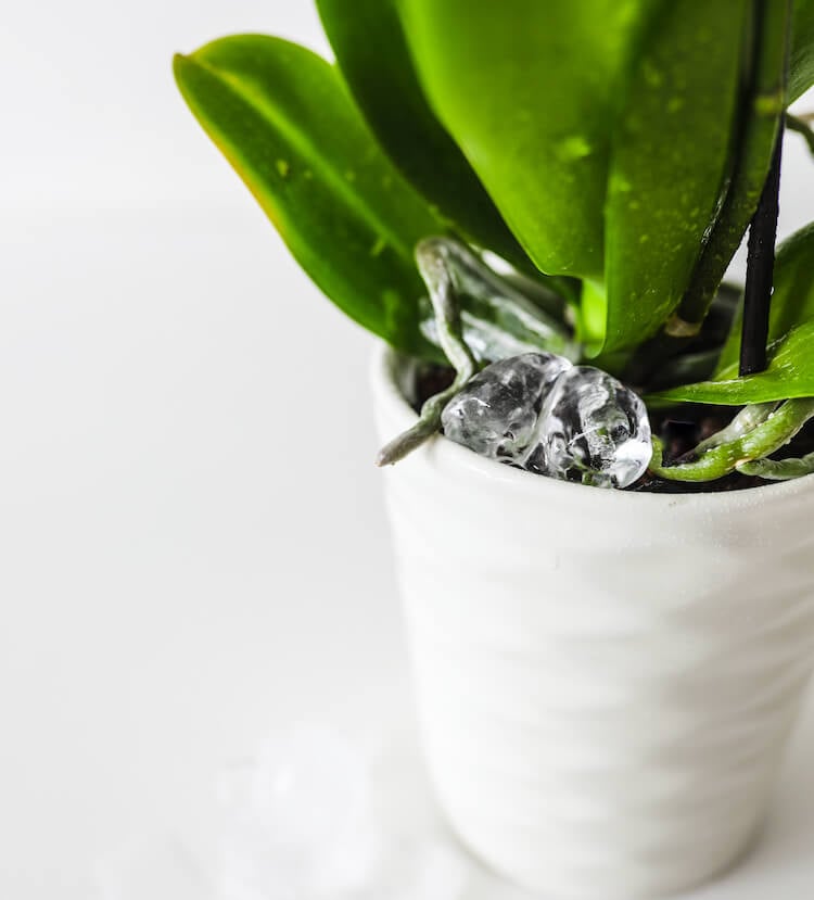 Watering Orchids with Ice Cubes: Yes, It’s Safe