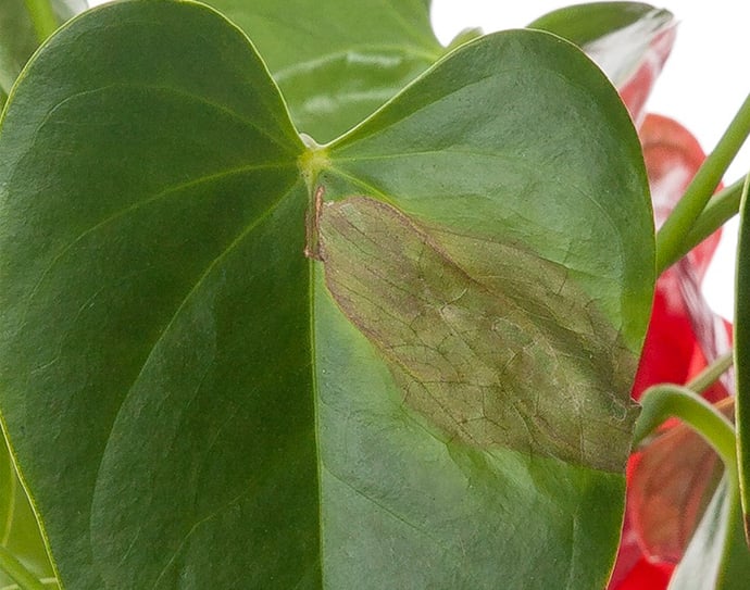 My Indoor Plant's Leaves Turning Brown?