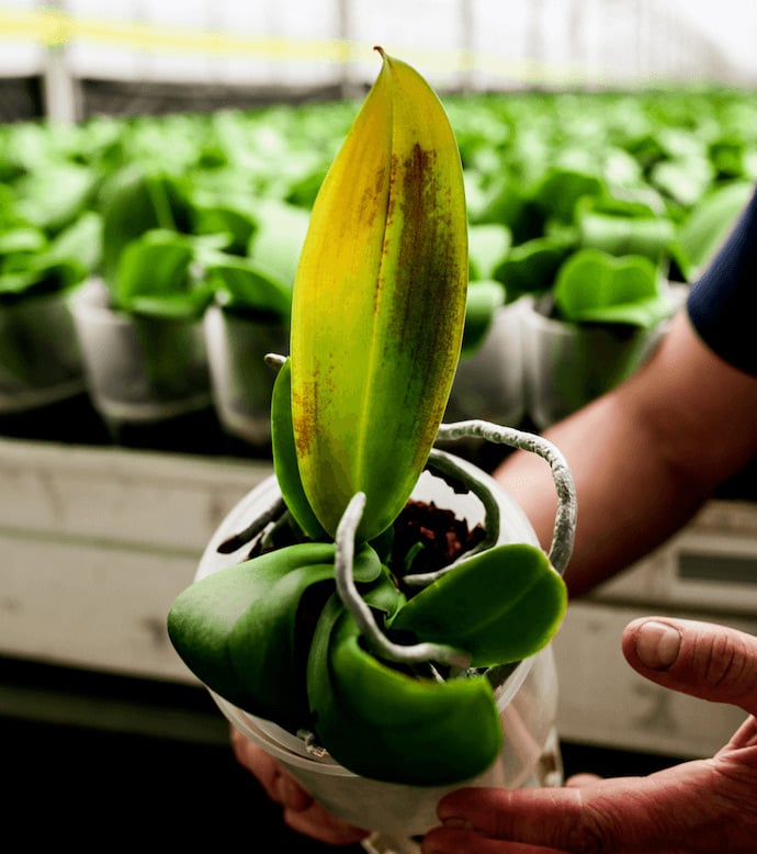 How to Fix Brown Spots on Orchid Leaves