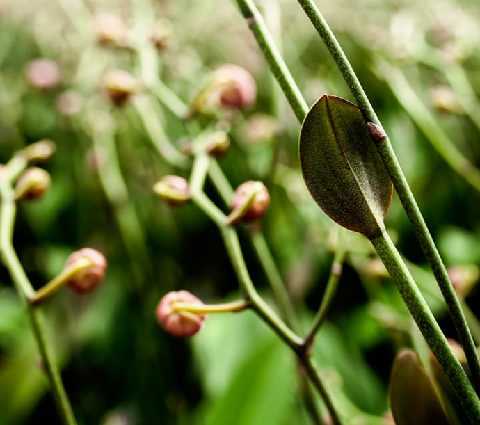 How Much Money Did Sprouting Orchids Make 
