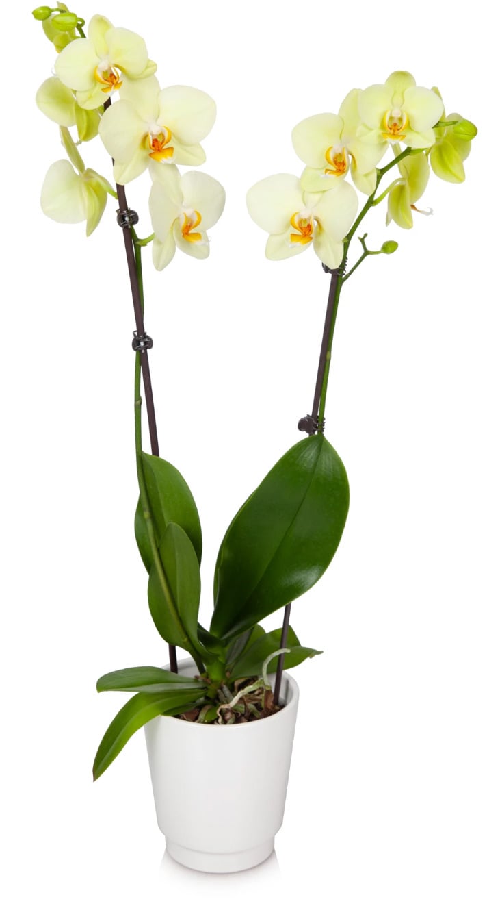 Yellow-Premium-Orchid