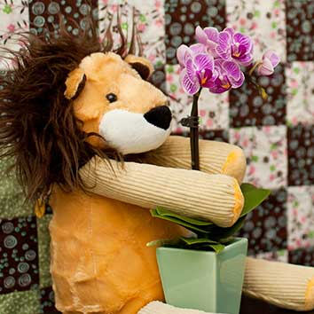 8 Tips for Taking and Displaying Great Orchid Photos
