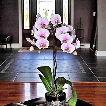 8 Tips for Taking and Displaying Great Orchid Photos