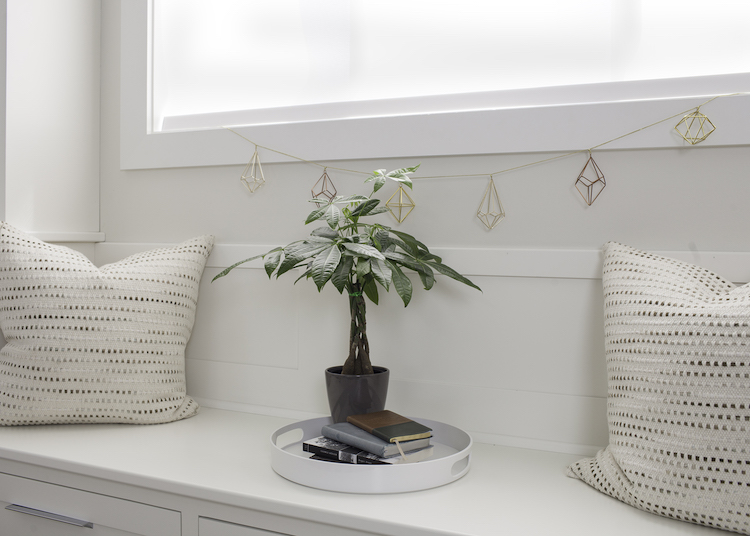money tree plant gift