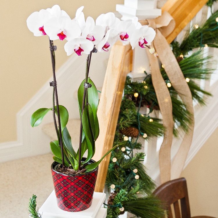 5 Orchid Winter Care Tips