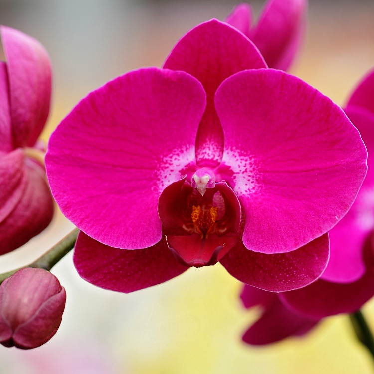 These 6 Phalaenopsis Orchid Photos Will Amaze You