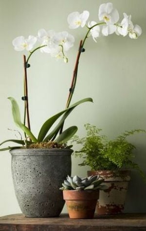 Rustic-Potted-Plants-decoration