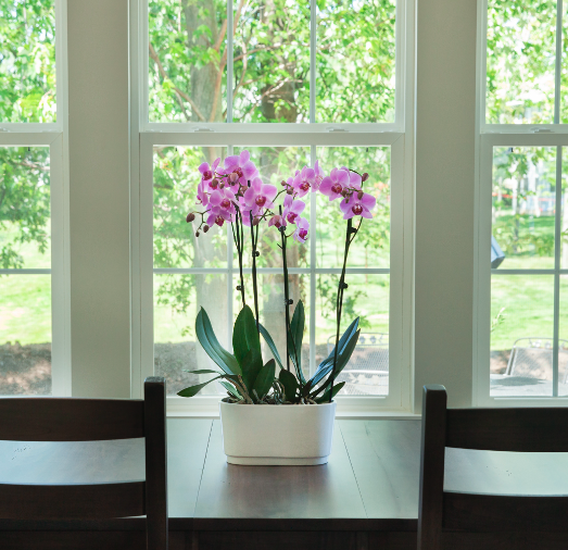 Orchids in Spring: Best Places to Keep Them & How to Care for Them