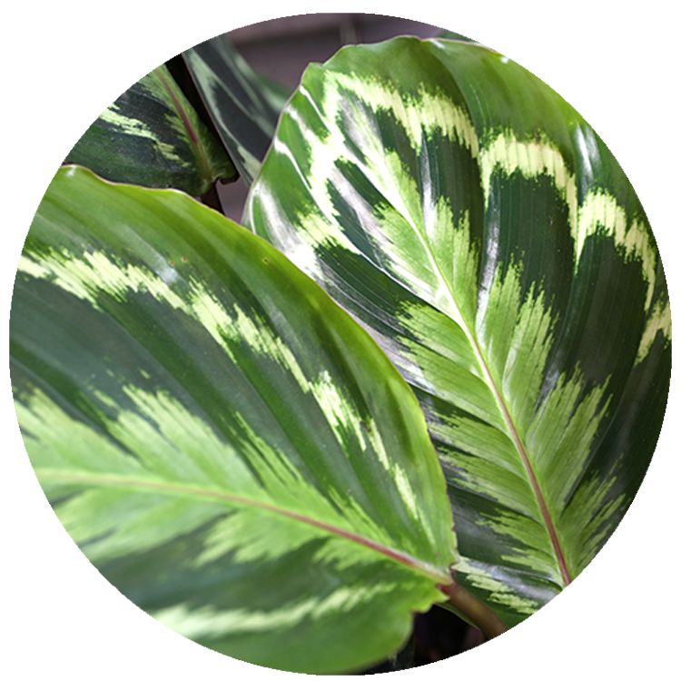 WI_Thumbnails_Calathea-Medallion