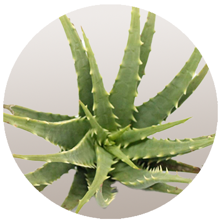 WI_Thumbnails_FY26_succulents_Aloe-Mohawk