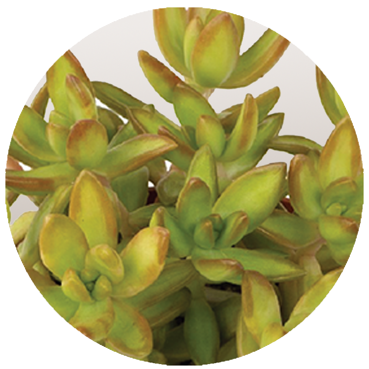 WI_Thumbnails_Succulents_Sedum-Nussbaumeranium-Coppertone (1)