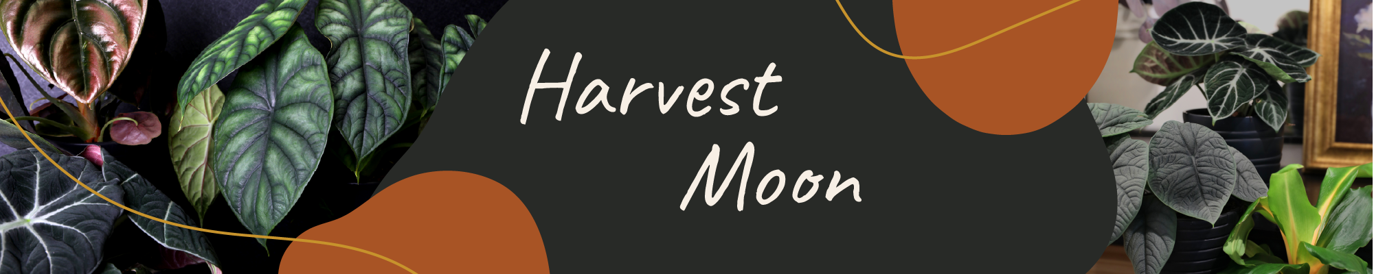 Website_Graphic_Harvest_Moon