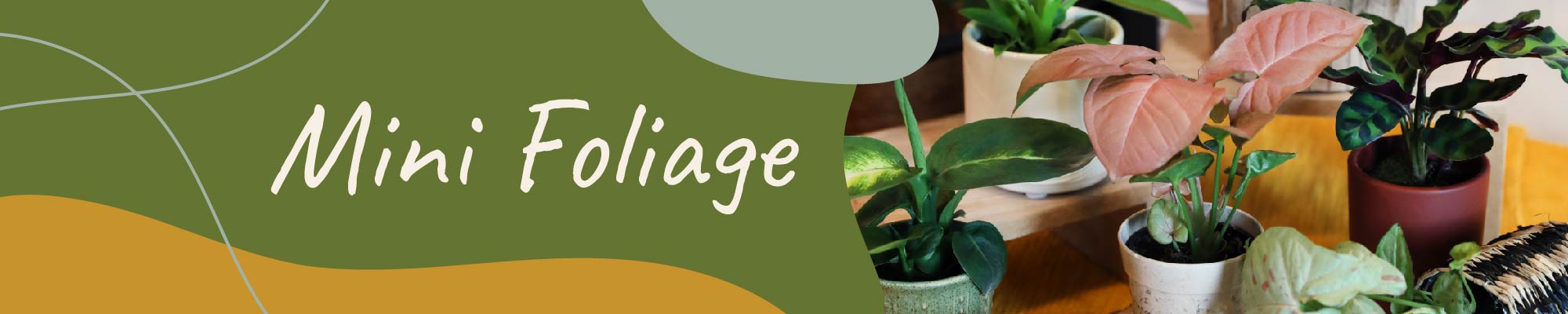 Website_Graphic_Mini Foliage Header 2000x400