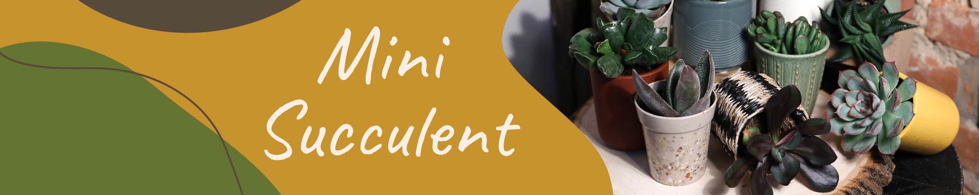 Website_Graphic_Mini Succulent Header 2000x400
