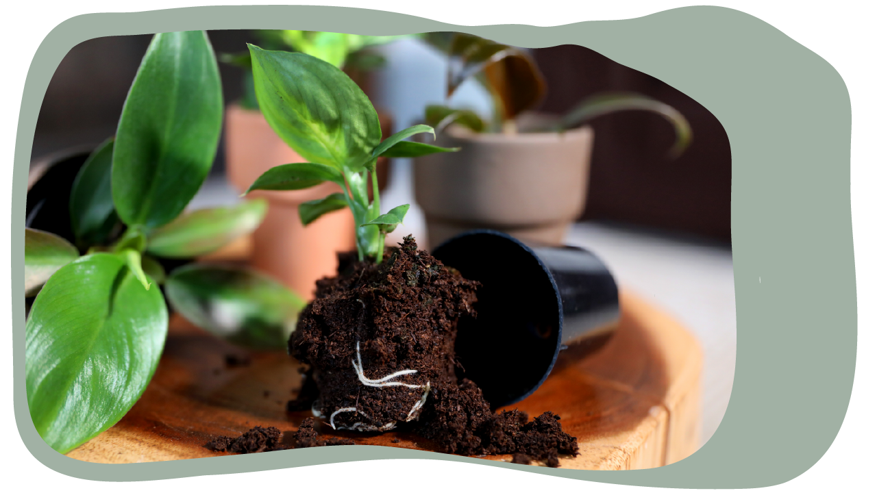 Website_Graphic_template_test-1